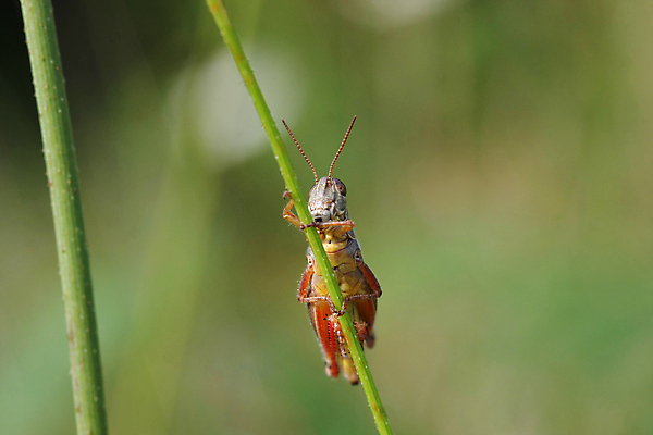 포토 JPG 해외이미지 식물 동물 1 야생동물 곤충 백그라운드 잎 밭 날개 자연 생물 안테나 사람없음 야외 초록색 여름 달리기 머리 점프 봄 닫기 해충 벌레 스웨터 묘사 메뚜기 내추럴 귀뚜라미 동물상 복부 오싹 해외포토 계절 컬러 상의 농업 통신 모션 신체부위 조형물 생태계 파일형식 이미지허브