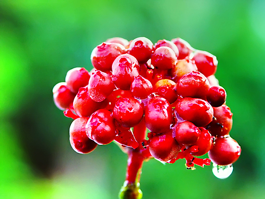 포토 JPG 해외이미지 식물 공원 열매 꽃 자연 사람없음 농장 정원 봄 진홍색 해외포토 계절 공공시설 농업 빨간색 생태계 파일형식 이미지허브