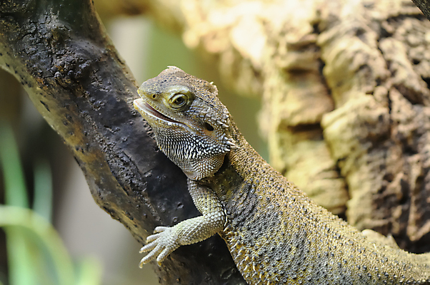 포토 JPG 해외이미지 동물 응시 야생동물 파충류 자연 수염 동물원 종류 미소 사람없음 반려동물 용 못 닫기 호주 작음 호기심 도마뱀 이구아나 노려봄 해외포토 시선 감정 컨셉 모션 표정 공구 오세아니아 크기 생태계 파일형식 이미지허브