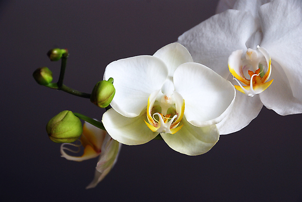 포토 JPG 해외이미지 식물 꽃잎 꽃 줄기 백그라운드 꽃무늬 사람없음 장식 뷰티 어둠 벚꽃 흰색 나뭇가지 난초 우아함 해외포토 나무 컬러 컨셉 무늬 파일형식 이미지허브