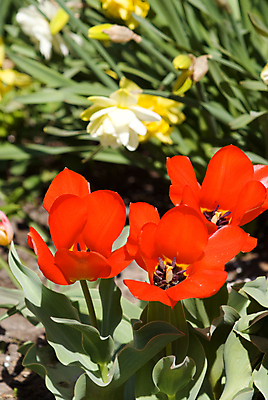 포토 JPG 해외이미지 식물 계절 꽃잎 꽃 줄기 백그라운드 잎 밭 자연 기술 사람없음 야외 가로 빨간색 초록색 컬러풀 햇빛 태양 뷰티 노란색 정원 보라색 봄 활발 튤립 신선 그룹 변화 선택 오브젝트 내추럴 멀티 전경 해외포토 자연요소 컬러 컨셉 농업 풍경 생태계 파일형식 탑뷰 이미지허브