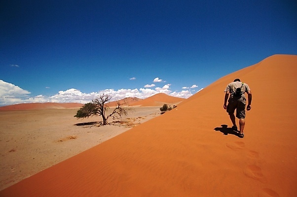 포토 JPG 해외이미지 나무 모래 여행 패턴 밭 오렌지 아프리카 자연 하늘 산 건조 사람없음 야외 빨간색 파란색 햇빛 태양 갈색 노란색 침묵 사막 죽음 황무지 모래언덕 가뭄 남쪽 내추럴 나미비아 생태학 해외포토 자연요소 식물 교육 나라 컬러 무늬 농업 과일 날씨 소리 방향 언덕 생태계 남아프리카 파일형식 이미지허브