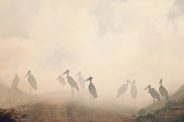 포토 JPG 해외이미지 동물 공원 실루엣 야생동물 모래 백그라운드 날개 아프리카 자연 조류 불 불꽃 건조 그림자 풍경 초원 사람없음 야외 여름 태양 숫자 노란색 환경 안개 뜨거움 황무지 큼 플라밍고 사파리 부리 윤곽 케냐 경영 고립 뿌연 스모그 우간다 화상 황새 해외포토 자연요소 문자 계절 공공시설 나라 컬러 비즈니스 날씨 촬영기법 상처 크기 생태계 파일형식 이미지허브