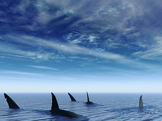 포토 JPG 해외이미지 구름 물결 야생동물 파도 바다 백그라운드 자연 하늘 경고 어류 사람없음 물 파란색 반사 수중 회색 매끈함 위험 다이빙 육식동물 지느러미 상어 수족관 사냥꾼 멸종 수평선 해외포토 자연요소 동물 직업 컬러 컨셉 수영 수중동물 감각 생태계 수중스포츠 파일형식 이미지허브