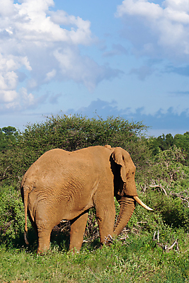 포토 JPG 해외이미지 나무 동물 응시 공원 야생동물 포유류 아프리카 자연 초식동물 휴가 서기 사람없음 야외 초록색 갈색 게임 보호 위험 큼 사파리 목 케냐 동쪽 남쪽 내추럴 남아프리카 마사이족 사바나 전국 해외포토 식물 시선 공공시설 나라 컬러 컨셉 모션 놀이 신체부위 크기 방향 생태계 파일형식 이미지허브