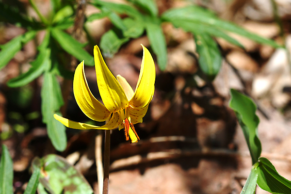 포토 JPG 해외이미지 식물 템플릿 디자인 꽃잎 꽃 분홍색 백그라운드 꽃무늬 자연 프레임 사람없음 장식 초록색 뷰티 정원 봄 벚꽃 흰색 신용카드 발표 개화 우아함 이국적 정중 국경 해외포토 계절 컬러 컨셉 무늬 금융 생태계 파일형식 이미지허브