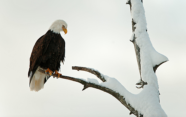 포토 JPG 해외이미지 나무 동물 척추동물 응시 야생동물 여행 백그라운드 겨울 날개 자연 조류 생물 앉기 사람없음 야외 갈색 노란색 미국 자유 흰색 나뭇가지 황무지 심볼 깃털 부리 독수리 대머리 멸종 알래스카 동물상 무료 웅장함 포식 해외포토 식물 헤어스타일 시선 계절 컬러 컨셉 북아메리카 모션 조형물 생태계 파일형식 이미지허브