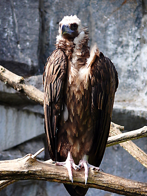 포토 JPG 해외이미지 자연 조류 동물원 사람없음 초록색 갈색 머리 검은색 승려 깃털 묘사 부리 부름 계산서 동물상 모스크바 비명 유라시아 해외포토 동물 유럽 아시아 컬러 모션 신체부위 조형물 성직자 생태계 러시아 파일형식 이미지허브