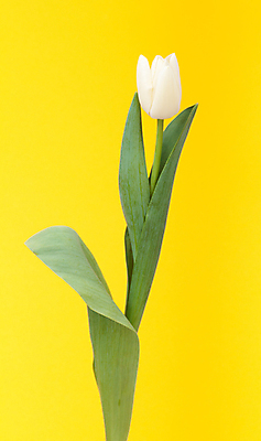 포토 JPG 해외이미지 한송이 실내 사람없음 노란색 튤립 해외포토 1 꽃 컬러 내부 송이 파일형식 이미지허브