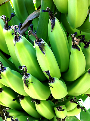 포토 JPG 해외이미지 나무 식물 음식 다이어트 과일 자연 바나나 건강 육류 사람없음 초록색 노란색 껍질 신선 달콤 숲 다발 먹기 피부 유기농 날것 비타민 내추럴 점심식사 숙성 채식주의자 맛있는 해외포토 웰빙 컬러 식재료 모션 신체부위 식사 맛 생태계 채식 영양소 파일형식 이미지허브