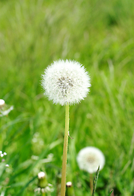 포토 JPG 해외이미지 주간 자연 사람없음 야외 아웃포커스 민들레 민들레홀씨 해외포토 자연요소 꽃 촬영기법 생태계 파일형식 이미지허브