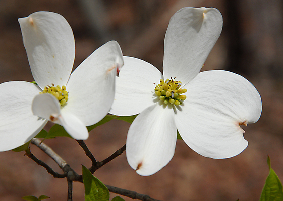포토 JPG 해외이미지 나무 꽃잎 꽃 꽃무늬 자연 사람없음 초록색 봄 성장 벚꽃 흰색 나뭇가지 개화 해외포토 식물 계절 컬러 무늬 생태계 파일형식 이미지허브