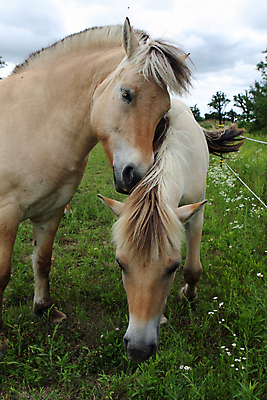 포토 JPG 해외이미지 동물 야생동물 스포츠 2 밭 포유류 자연 엄마 노르웨이 초원 사람없음 야외 뷰티 농장 갈색 가축 경쟁 자녀 시골 아기 승마 카우보이 승차 갈기 조랑말 내추럴 망아지 기르기 방목장 해외포토 레이스천 유럽 새끼 컬러 컨셉 농업 가족 모션 사람 직물 말_동물 생태계 돌봄 파일형식 이미지허브