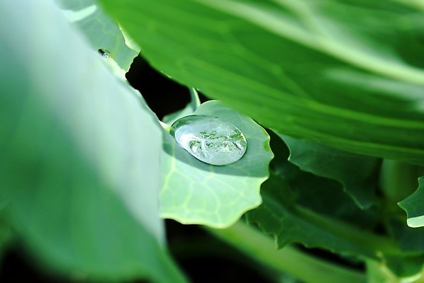 포토 JPG 해외이미지 자연 아침 잔디 초원 사람없음 초록색 물 반사 거울 젖음 가을 물방울 투명 액체 개울 떨어짐 이슬 크리스탈 거짓말 얇은 해외포토 주간 자연요소 식물 계절 컬러 컨셉 강 광석 생태계 파일형식 이미지허브