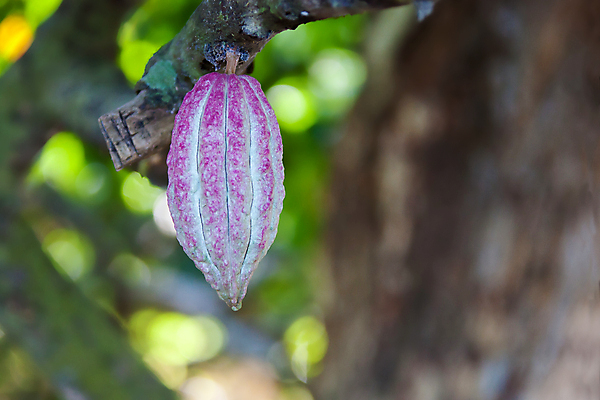포토 JPG 해외이미지 나무 식물 백인 농업 과일 자연 사람없음 초콜릿 열대우림 코코아 내추럴 꼬투리 마다가스카르 숙성 카카오 해외포토 서양인 산업 음료 디저트 숲 생태계 파일형식 이미지허브