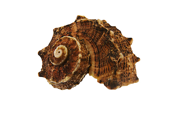 포토 JPG 해외이미지 길 모래 바다 자연 휴가 조개 나선형 사람없음 여름 컬러풀 갈색 소용돌이 껍질 자르기 수집 기념품 고립 울퉁불퉁 디테일 해외포토 계절 컬러 무늬 모션 어패류 회오리 오브젝트 생태계 파일형식 이미지허브