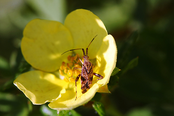 포토 JPG 해외이미지 식물 동물 꽃 야생동물 곤충 잎 날개 오렌지 자연 안테나 사람없음 야외 빨간색 초록색 여름 정원 검은색 흰색 닫기 해충 벌레 작음 딱정벌레 생물학 클립 무당벌레 해외포토 계절 교육 컬러 과일 통신 모션 크기 생태계 파일형식 이미지허브