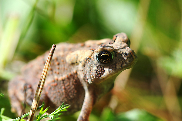포토 JPG 해외이미지 나무 동물 야생동물 잎 자연 종류 개구리 양서류 사람없음 초록색 컬러풀 달리기 점프 검은색 미국 숲 작음 눈동자 엿보기 다트 두꺼비 내추럴 생태학 어려움 왕자 이국적 해외포토 식물 교육 컬러 북아메리카 모션 게임 눈_신체부위 크기 생태계 파일형식 이미지허브