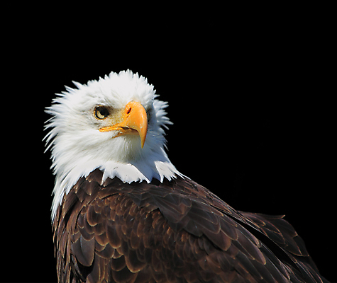 포토 JPG 해외이미지 주간 야생동물 사람없음 야외 독수리 흰머리독수리 해외포토 자연요소 동물 조류 파일형식 이미지허브