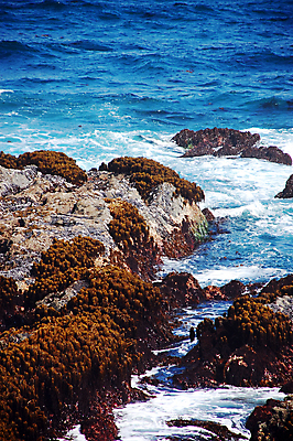 포토 JPG 해외이미지 파도 자연 조류 사람없음 물 파란색 서핑 태평양 해외포토 자연요소 동물 바다 컬러 수상스포츠 생태계 파일형식 이미지허브