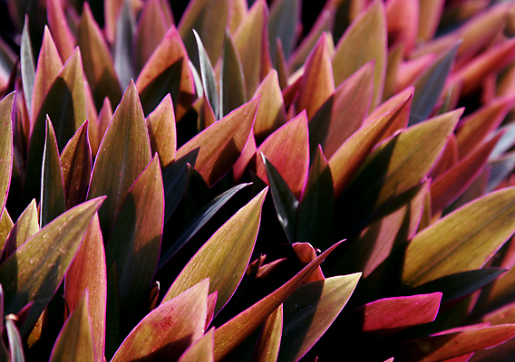 포토 JPG 해외이미지 식물 분홍색 잎 그림자 사람없음 가로 보라색 각도 해외포토 컬러 파일형식 이미지허브