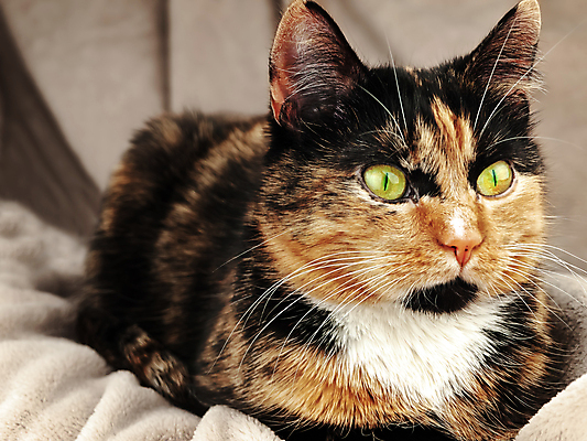 포토 JPG 해외이미지 동물 응시 시선 포유류 친절 수염 털 사람없음 반려동물 머리 고양이 관찰 모피 코 유래 해외포토 모션 신체부위 파일형식 이미지허브