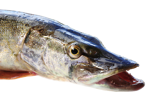 포토 JPG 해외이미지 동물 호수 야생동물 음식 스포츠 백그라운드 자연 낚시 휴식 건강 어류 취미 사람없음 야외 강 신선 잡기 닫기 치아 정상 눈금 날것 육식동물 어장 턱 민물 해외포토 컨셉 모션 레저 수중동물 소화기관 생태계 파일형식 이미지허브