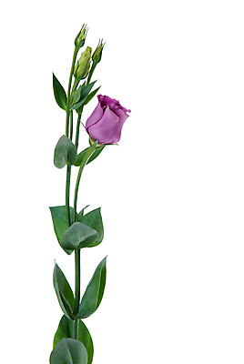 포토 JPG 해외이미지 줄기 잎 실내 사람없음 꽃봉오리 흰배경 호접란 해외포토 식물 꽃 백그라운드 내부 흰색 파일형식 이미지허브