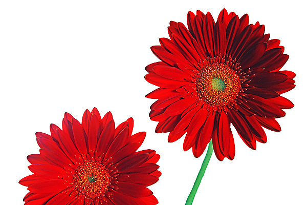 포토 JPG 해외이미지 식물 계절 꽃잎 꽃 길 백그라운드 꽃무늬 자연 사람없음 빨간색 여름 컬러풀 머리 정원 침묵 봄 성장 벚꽃 신선 개화 닫기 자르기 다발 묘사 오브젝트 원예 데이지 심플 거베라 내추럴 고립 고체 해외포토 컬러 무늬 모션 취미 신체부위 소리 생태계 파일형식 이미지허브