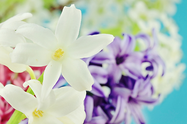 포토 JPG 해외이미지 계절 꽃잎 꽃 분홍색 전구 자연 추상 사람없음 가로 파란색 컬러풀 뷰티 정원 보라색 사진촬영 봄 벚꽃 흰색 개화 닫기 그림 원예 파란배경 히아신스 해외포토 식물 컬러 백그라운드 무늬 모션 취미 촬영 생태계 파일형식 이미지허브