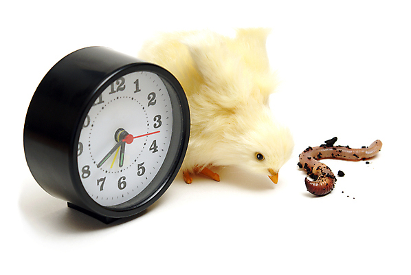 포토 JPG 해외이미지 동물 음식 시계 백그라운드 컨셉 비즈니스 조류 아침 아이디어 병아리 사람없음 가로 노란색 치킨 흰색 아기 시간 벌레 작음 먹이 먹기 배고픔 깃털 속도 부리 속담 고립 해외포토 주간 문자 컬러 곤충 모션 사람 크기 닭고기요리 파일형식 이미지허브