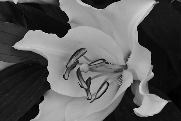 포토 JPG 해외이미지 식물 꽃잎 꽃 분홍색 꽃다발 잎 크리스마스 꽃무늬 텍스트 가족 자연 주택 발렌타인데이 선물 씨앗 사람없음 장식 빨간색 초록색 컬러풀 뷰티 장미 우주 일본 봄 이탈리아 벚꽃 흰색 향수 묘사 고립 토스카나 해외포토 계절 기념일 유럽 아시아 컬러 무늬 관계 데이이벤트 건물 화장품 생태계 파일형식 이미지허브