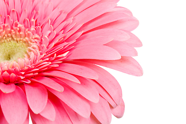 포토 JPG 해외이미지 식물 꽃잎 꽃 분홍색 백그라운드 부분 자연 사람없음 뷰티 머리 벚꽃 우아함 선택 싱글 질감 데이지 거베라 해외포토 컬러 컨셉 신체부위 생태계 파일형식 이미지허브