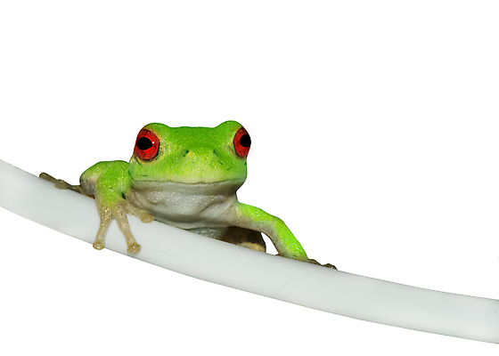 포토 JPG 해외이미지 나무 동물 야생동물 자연 종류 개구리 양서류 앉기 사람없음 초록색 환경 검은색 흰색 닫기 오르기 멸종 두꺼비 고립 생태학 양발 해외포토 식물 교육 컬러 모션 생태계 파일형식 이미지허브