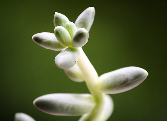 포토 JPG 해외이미지 식물 잎 선인장 따뜻함 사람없음 초록색 빛 태양 정원 맑음 사막 오픈 뜨거움 그룹 닫기 큼 배열 구성 해외포토 자연요소 컬러 모션 날씨 크기 파일형식 이미지허브