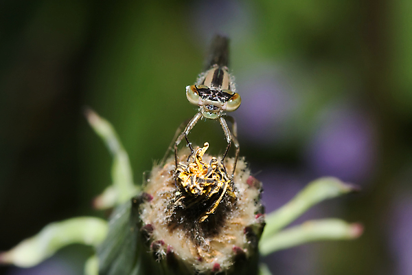 포토 JPG 해외이미지 동물 얼굴 야생동물 곤충 날개 자연 사람없음 잡초 확대 동물상 해외포토 식물 신체부위 조형물 생태계 파일형식 이미지허브