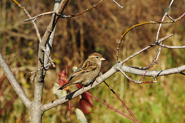 포토 JPG 해외이미지 나무 동물 남자 야생동물 백그라운드 겨울 날개 노래 자연 조류 하늘 주택 앉기 사람없음 목재 파란색 울타리 갈색 추위 나뭇가지 작음 깃털 꼬리 부리 참새 내추럴 동물상 해외포토 식물 계절 음악 컬러 재료 모션 사람 건물 담장 조형물 크기 생태계 파일형식 이미지허브