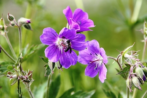 포토 JPG 해외이미지 식물 남자 꽃 꽃무늬 곡선 자연 초원 사람없음 초록색 컬러풀 보라색 성장 개화 핥기 빨다 벌 기중기 부드러움 꿀 계산서 내추럴 양치류 해외포토 선 컬러 곤충 무늬 모션 사람 감각 중장비 생태계 파일형식 이미지허브