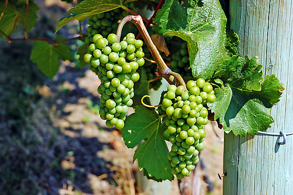 포토 JPG 해외이미지 농업 과일 포도 사람없음 초록색 농작물 와인 정원 주스 수확 다발 포도밭 포도나무 양조장 해외포토 산업 음료 컬러 밭 주류 과일나무 파일형식 이미지허브