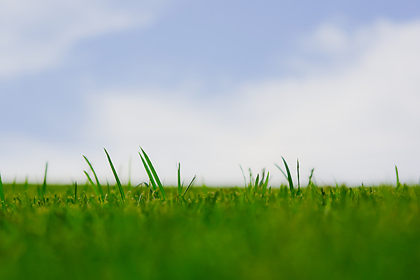 포토 JPG 해외이미지 식물 계절 백그라운드 밭 농업 부분 자연 하늘 날씨 잔디 사람없음 야외 초록색 파란색 컬러풀 햇빛 태양 농장 맑음 봄 활발 흰색 시골 신선 땅 장면 천국 내추럴 밭일 파라다이스 파스텔톤 평야 수평선 해외포토 자연요소 산업 컬러 컨셉 생태계 파일형식 이미지허브