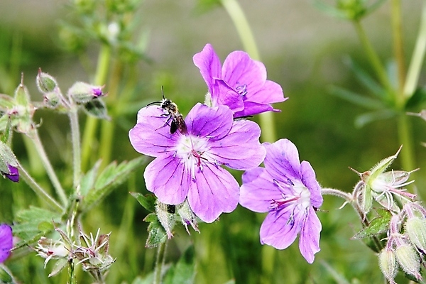 포토 JPG 해외이미지 식물 남자 꽃 꽃무늬 곡선 자연 사람없음 초록색 컬러풀 보라색 성장 개화 핥기 빨다 기중기 부드러움 꿀 계산서 내추럴 양치류 해외포토 선 컬러 무늬 모션 사람 감각 중장비 생태계 파일형식 이미지허브