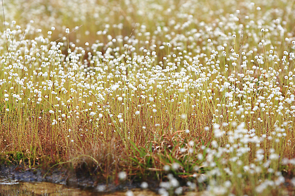 포토 JPG 해외이미지 식물 디자인 계절 공원 꽃 백그라운드 단풍 잎 패턴 태국 자연 사람없음 야외 장식 빨간색 물 파란색 컬러풀 햇빛 뷰티 갈색 맑음 중국 어둠 젖음 나뭇가지 변화 고급 숲 11월 질감 장면 10월 내추럴 해외포토 자연요소 나무 공공시설 아시아 컬러 컨셉 무늬 날씨 태양 날짜 생태계 파일형식 이미지허브