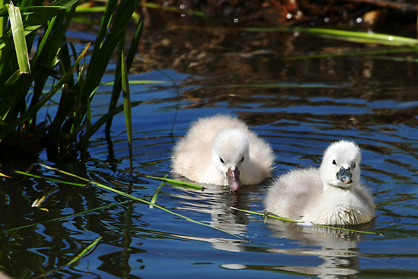포토 JPG 해외이미지 동물 호수 야생동물 날개 오렌지 자연 조류 성인 사람없음 물 파란색 강 뷰티 반사 머리 평화 검은색 수영 침묵 흰색 연못 우아함 깃털 부리 백조 목 물새 계산서 단아함 동물상 벙어리 해외포토 자연요소 컬러 컨셉 과일 사람 신체부위 조형물 소리 수상스포츠 생태계 파일형식 이미지허브