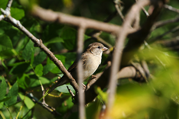 포토 JPG 해외이미지 나무 동물 남자 야생동물 백그라운드 겨울 날개 노래 자연 조류 하늘 주택 앉기 사람없음 목재 파란색 울타리 갈색 추위 나뭇가지 작음 깃털 꼬리 부리 참새 내추럴 동물상 해외포토 식물 계절 음악 컬러 재료 모션 사람 건물 담장 조형물 크기 생태계 파일형식 이미지허브