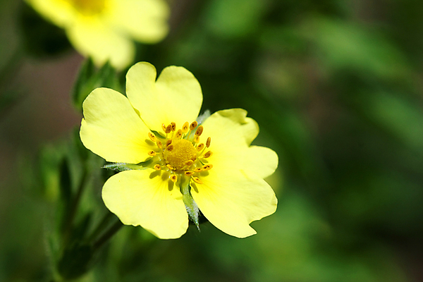 포토 JPG 해외이미지 식물 꽃 행복 자연 갈색머리 취미 사람없음 야외 초록색 여름 컬러풀 뷰티 노란색 정원 벚꽃 흰색 꽃술 자르기 꽃집 원예 내추럴 꽃수술 온실 원예사 해외포토 직업 헤어스타일 계절 감정 컬러 모션 상점 생태계 파일형식 이미지허브