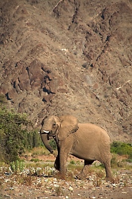 포토 JPG 해외이미지 동물 길 야생동물 모래 포유류 아프리카 코끼리 건조 사람없음 야외 옆모습 강 노란색 걷기 사막 침대 그룹 나미비아 선로 웅장함 초식 해외포토 나라 뷰포인트 컬러 가구 모션 남아프리카 파일형식 이미지허브