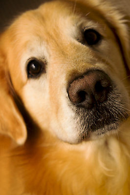 포토 JPG 해외이미지 스튜디오촬영 동물 1 응시 포즈 포유류 자연 친절 생물 털 실내 미소 앉기 사람없음 반려동물 갈색 가축 표현 황금 개 골든리트리버 리트리버 선탠 모피 래브라도리트리버 혀 송곳니 기르기 유래 해외포토 시선 컬러 모션 표정 내부 입 치아 생태계 돌봄 파일형식 이미지허브