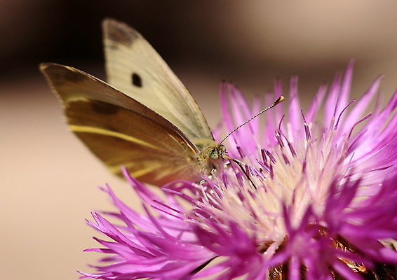 포토 JPG 해외이미지 동물 꽃 야생동물 나비 곤충 백그라운드 날개 모션 자연 생물 안테나 사람없음 야외 가로 초록색 여름 뷰티 노란색 우주 정원 보라색 봄 흰색 닫기 작음 먹기 묘사 생물학 양배추 내추럴 브라질사람 해외포토 식물 계절 교육 컬러 채소 통신 크기 생태계 파일형식 이미지허브