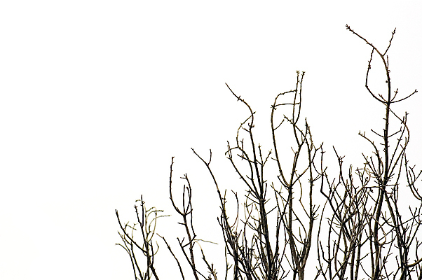 포토 JPG 해외이미지 나무 식물 계절 실루엣 백그라운드 잎 겨울 자연 추상 사람없음 목재 가을 흰색 나뭇가지 시골 황무지 숲 묘사 유기농 질감 나무껍질 내추럴 고립 미니멀 해외포토 웰빙 컬러 무늬 재료 촬영기법 껍질 생태계 파일형식 이미지허브