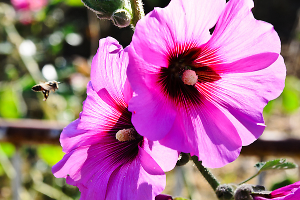 포토 JPG 해외이미지 식물 꽃 자연 사람없음 아욱 해외포토 생태계 파일형식 이미지허브